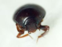 Abraeus