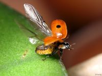 Adalia bipunctata