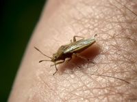 Rhopalidae
