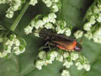 Malachius bipustulatus