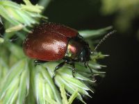 Chrysolina polita