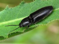 Hemicrepidius niger