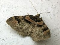 Catarhoe rubidata