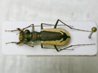 Cephalota schrenki