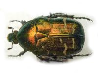 Cetonia aurata pallida