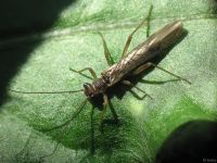 Plecoptera