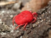 Trombidium holosericeum