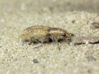 Sitona lepidus