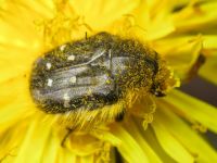 Tropinota hirta