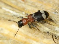 Thanasimus formicarius