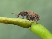 Hypera (Hypera) nigrirostris