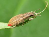 Sitona lineatus
