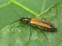 Oedemera femorata