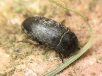 Dermestes (Dermestinus) laniarius