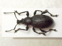 Otiorhynchus rugosus krattereri