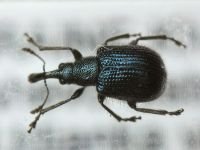 Neocoenorrhinus pauxillus