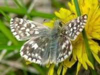 Pyrgus malvae