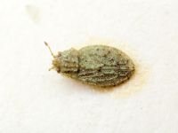 Parapiesma kochiae