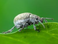 Attactagenus albinus