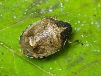 Rubiconia intermedia