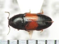 Drapetes mordelloides