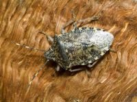 Rhaphigaster nebulosa