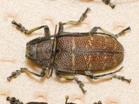 Cerambycidae