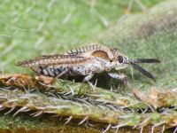 Dictyonota strichnocera