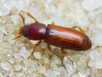 Corticeus pini