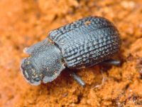 Bolitophagus reticulatus