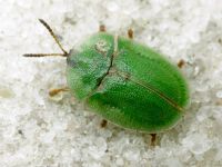 Cassida (Cassida) rubiginosa