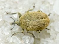 Rhinusa neta