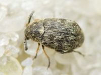 Bruchidius pusillus
