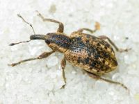 Hypera (Eririnomorphus) conmaculata