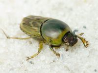 Euoniticellus fulvus