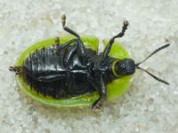 Cassida (Pseudocassida) murraea