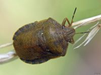 Eurygaster testudinaria