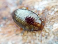 Scaphidema metallicum