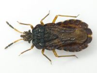 Aradus distinctus