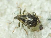 Datonychus arquata