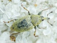 Sibinia (Sibinia) subelliptica