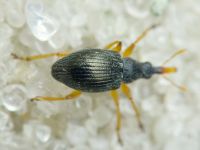Pseudapion rufirostre