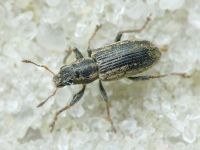 Sitona