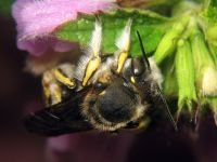 Anthidium punctatum