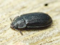 Grynocharis oblonga