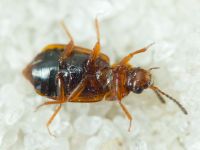 Anthobium atrocephalum