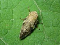 Philaenus spumarius