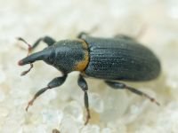 Mecinus collaris