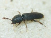 Melasis buprestoides