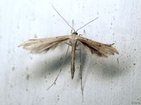 Emmelina monodactyla